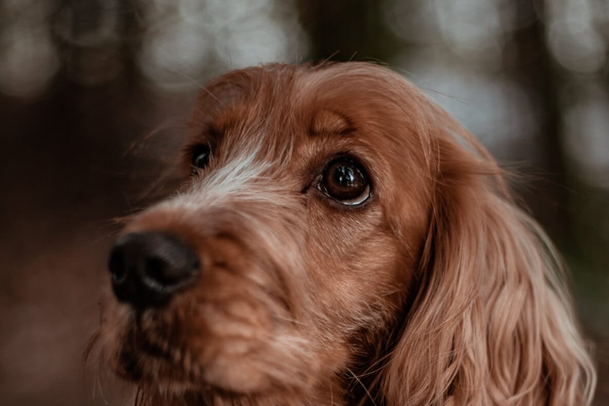 Cocker Spaniel Eyes: Conditions, Symptoms, and Treatment - Spaniel Advisor