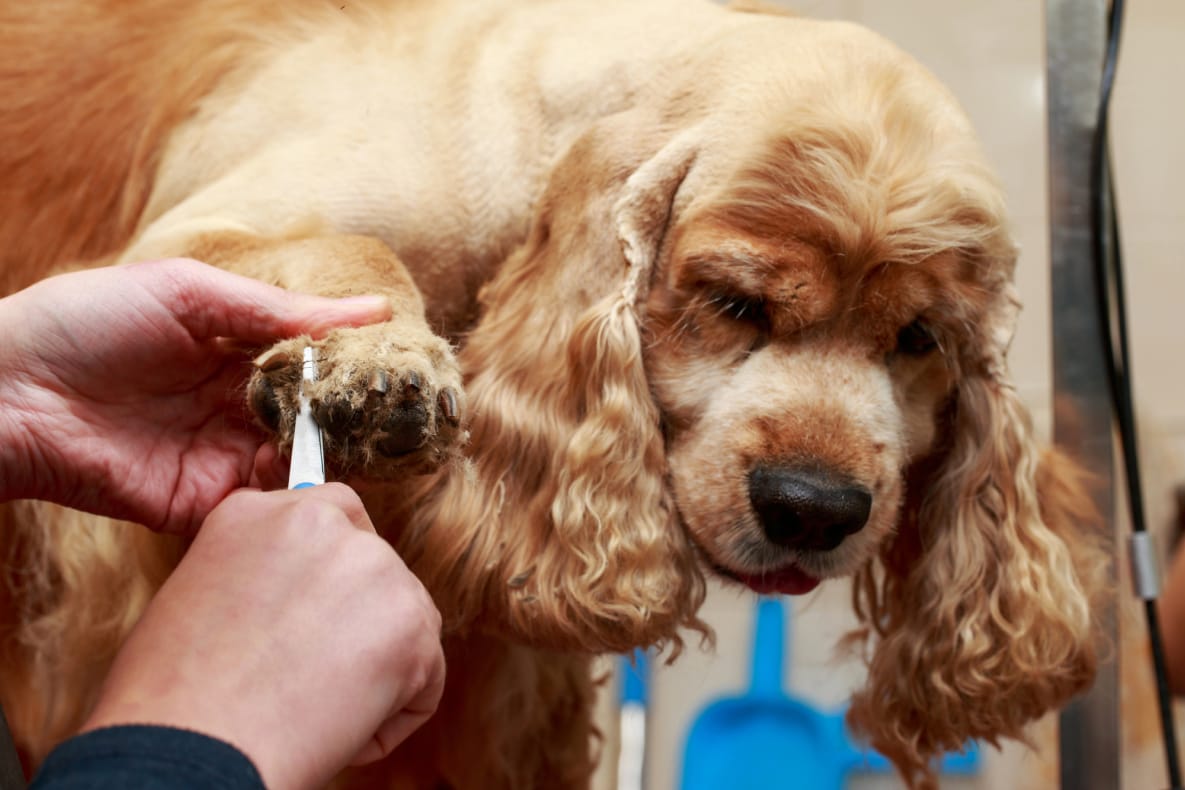 How to Care for a Cocker Spaniels Paws Spaniel Advisor