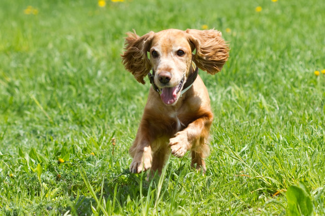 How Fast can a Cocker Spaniel Run? - Spaniel Advisor