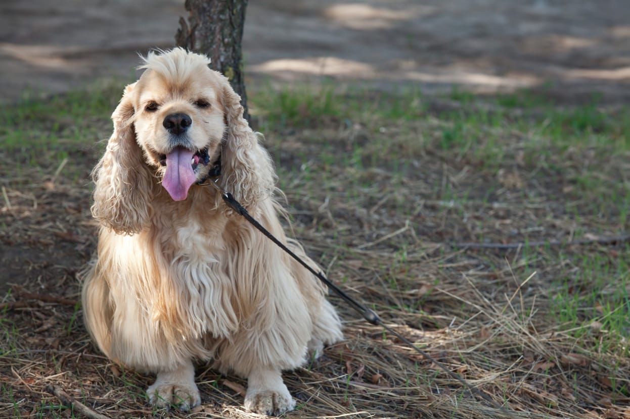 9 Reasons your Cocker Spaniel Might Smell and What to do About It