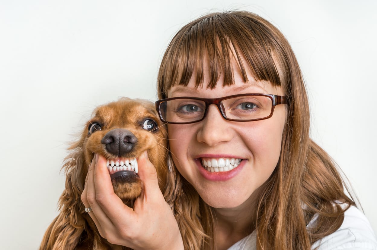 Everything you Need to Know About Cocker Spaniel Teeth Spaniel Advisor