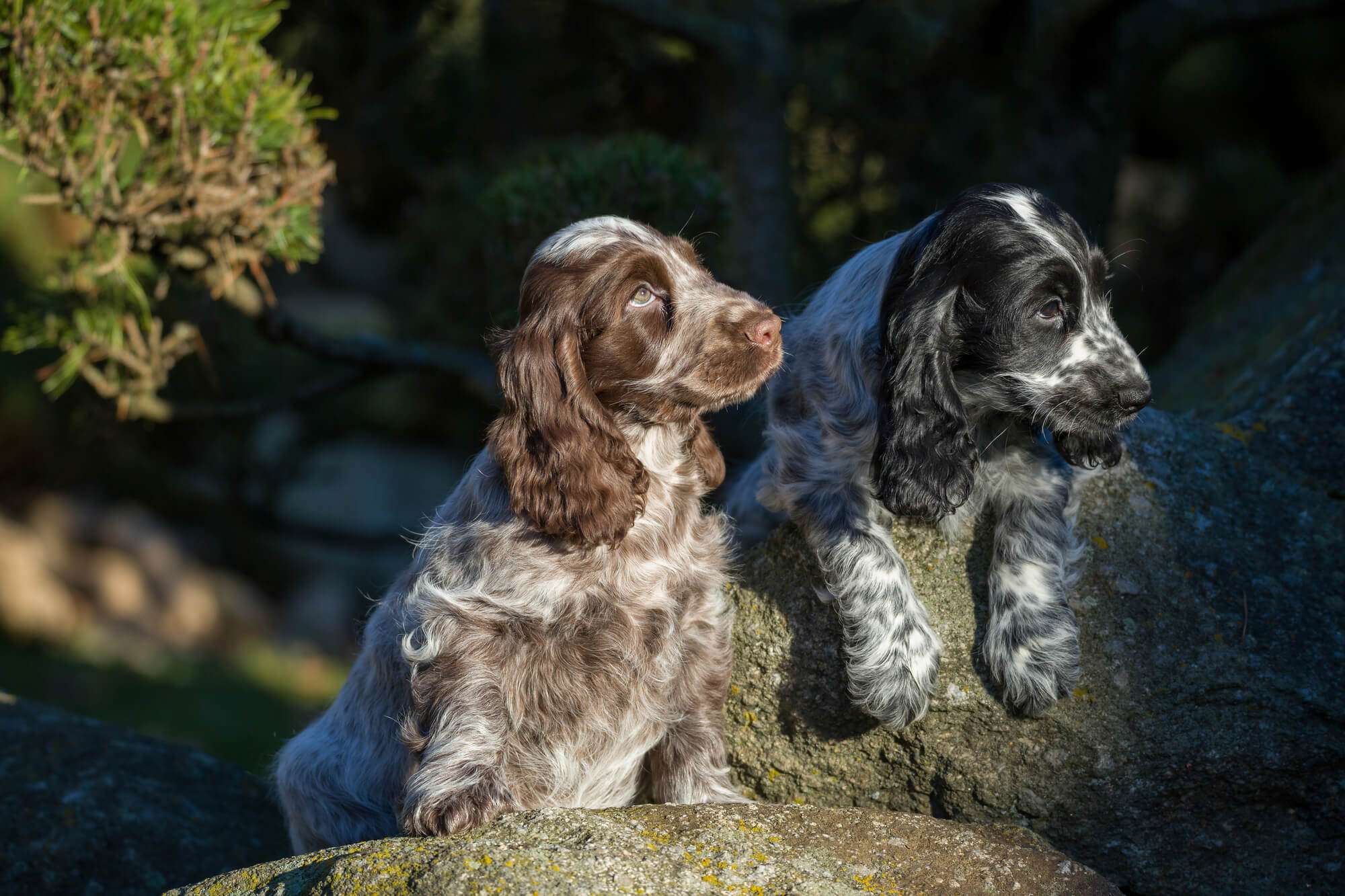 Unveiling The Scent Truth: Why Do Cocker Spaniels Smell And How To Reduce The Odor