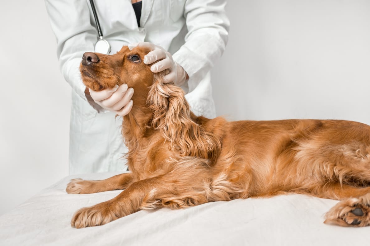 Cocker Spaniel Cataracts Symptoms & Treatment Spaniel Advisor