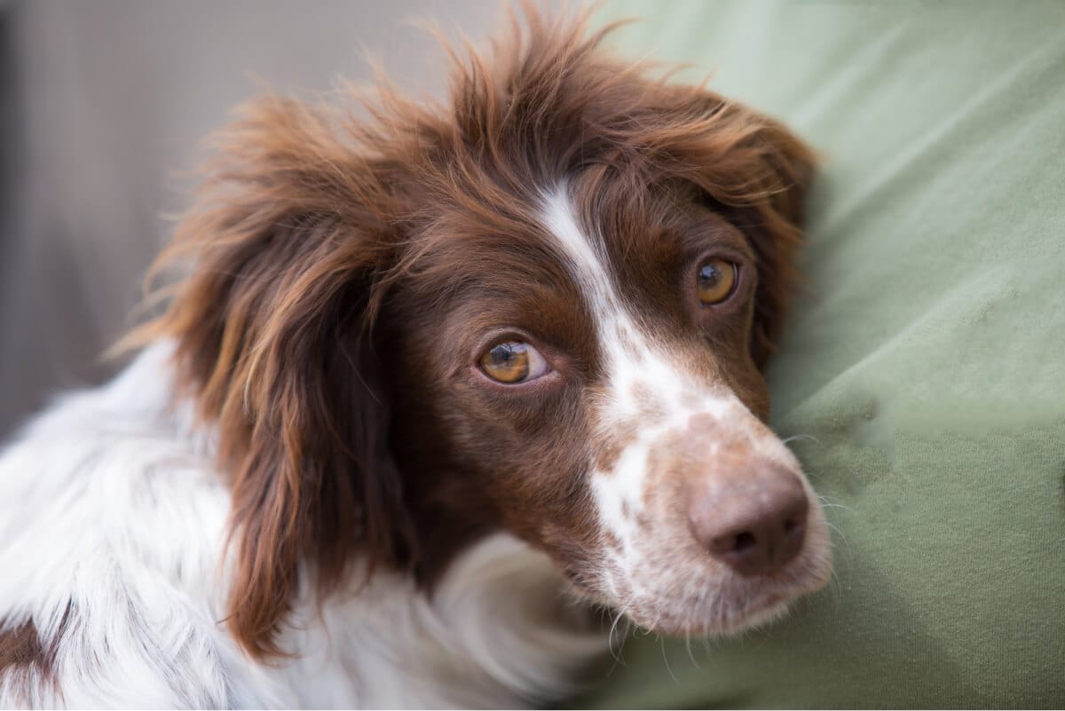 Do Springer Spaniels Shed? + 4 Ways to Stay on Top of It Spaniel Advisor