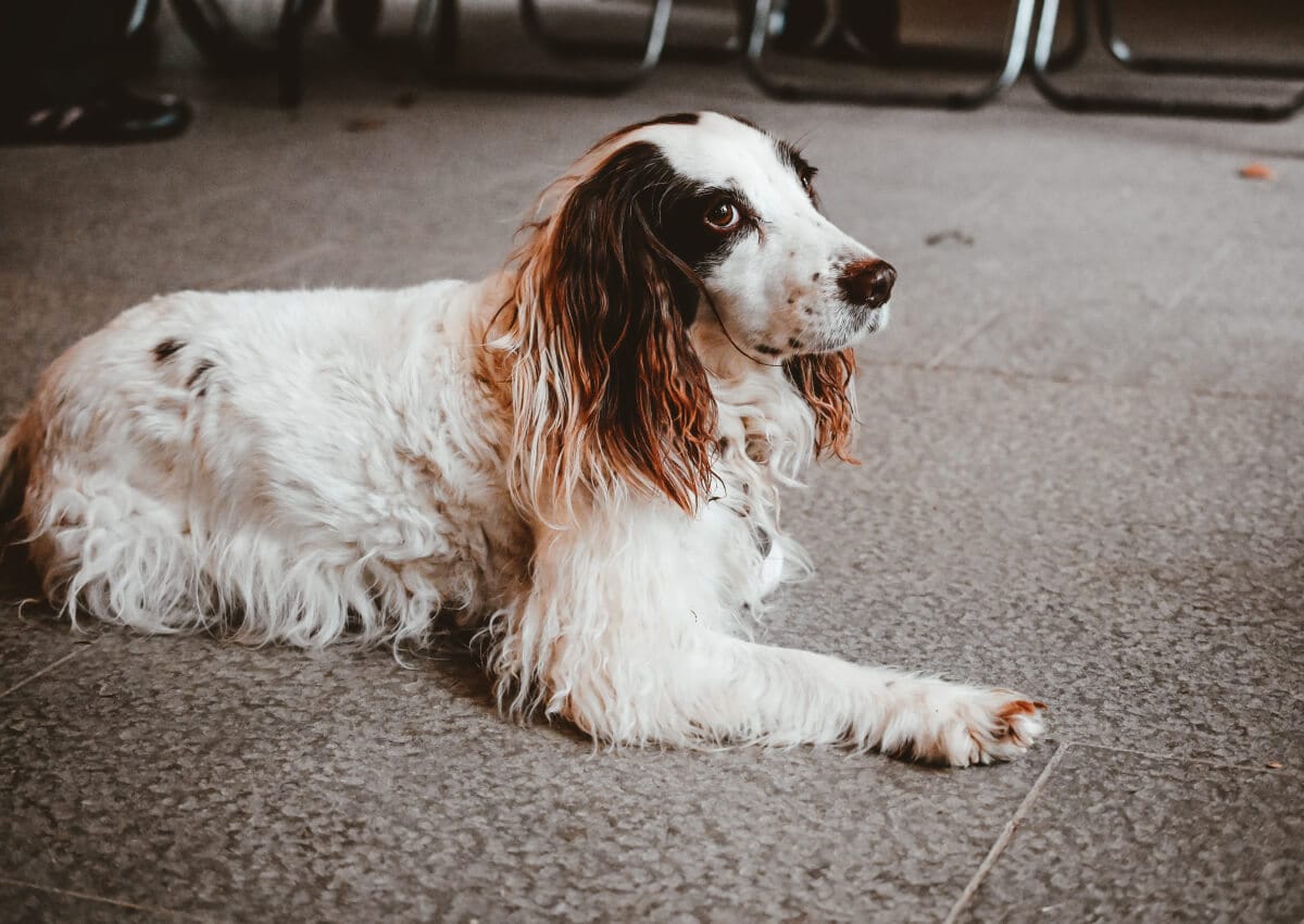 All Springer Spaniel Colours + Pictures Spaniel Advisor