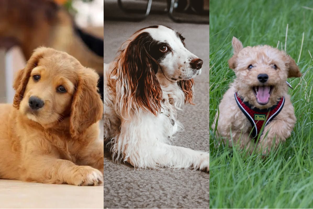 All 23 Cocker Spaniel Mixes Spaniel Advisor