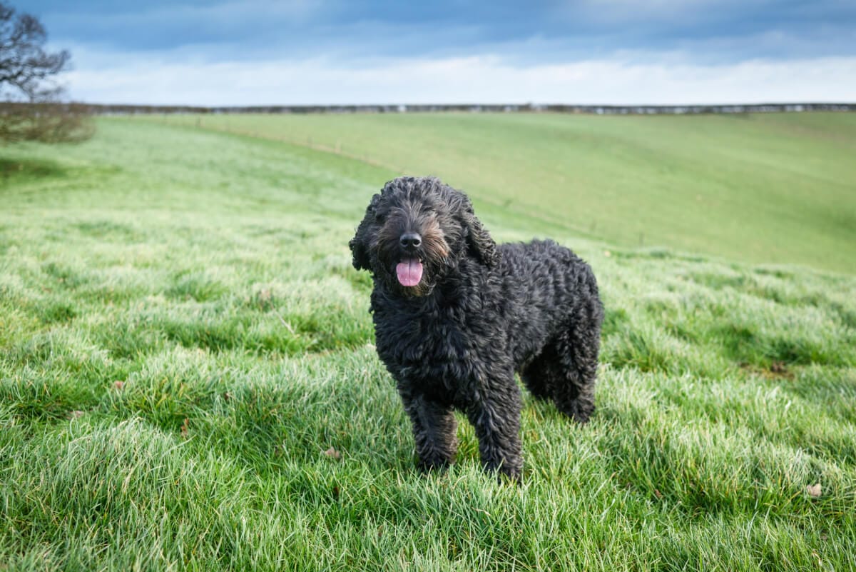 How Long Do Cockapoos Live? + Ways to Keep your Dog Healthy - Spaniel ...